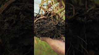 Five Principles of Soil Health [upl. by Watkins436]