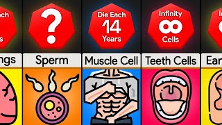 Comparison Lifespan of Cells In Our Body [upl. by Silliw]