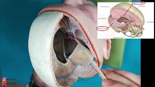 Meninges Meninx Dura Mater Arachnoidea Mater Pia Mater Teorik ve Laboratuvar Dersi [upl. by Marozik]