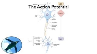 The Action Potential [upl. by Grati]