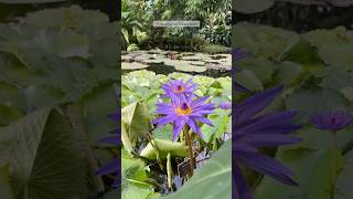 Botanischer Garten Bonn travel [upl. by Dion]