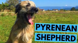 Pyrenean Shepherd  TOP 10 Interesting Facts [upl. by Meeharb502]