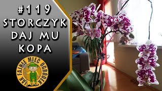 119 Storczyk orchidea  jak zrobić nawóz do storczyków z czosnku [upl. by Aivax]