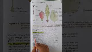 ovule structure in ovary of flowerbiology education cbse neet [upl. by Nnanerak837]