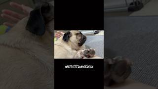 毎日寝まくりなだいきち shortvideo shorts 犬 パグ pug dog [upl. by Aniad500]