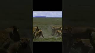 Leon  Leones alimentandose shorts leo leon animal animaleducation viral leones [upl. by Lamonica]