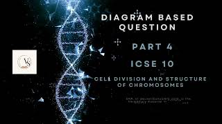 ICSE Class 10 Biology  Chromosome and Cell Division Explained  DiagramBased Question Part 4 [upl. by Meadows464]