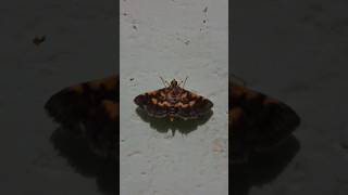 nature moth explorethebeautyofnature naturelovers [upl. by Nehtan363]