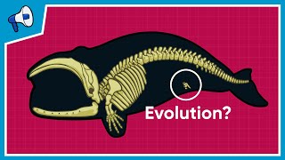 What is the Evidence for Evolution [upl. by Karina]