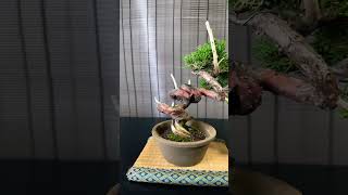 Semi Cascade Itoigawa Shimpaku Juniper Bonsai bonsai shorts [upl. by Mannos]