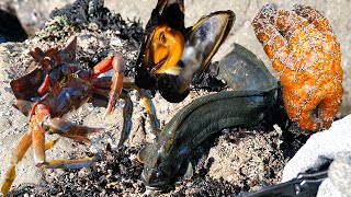 How to Create a Quick and Simple Meal Foraging For Mussels Moules Frites  Foraging [upl. by Keppel]