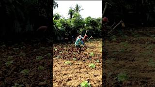 Spading in Tomato Field shorts [upl. by Akimyt51]