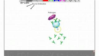 The Cellmediated and Antibodymediated Immune responses [upl. by Eizzo]