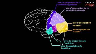 Schéma et localisation des aires cérébrales CLAD [upl. by Dody741]