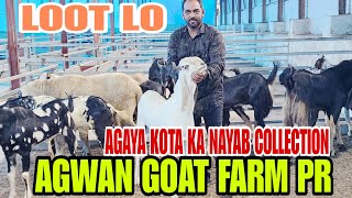 Agaya Lotne Wala Kota Ka Nayab Collection Wholesale Rate Me Agwan Goat Farm Pr Bhiwandi Padgha [upl. by Elleneg]