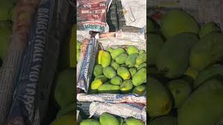 Mouth Watering mango summerfruits  delicious mangoes [upl. by Leona]