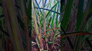 86032 ऊस लागवड sugarcane farming ऊस गन्ने agriculture farmer [upl. by Ydne]