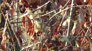 LeContes Sparrow at Woolsey Wet Prairie NW Arkansas [upl. by Ainnet543]