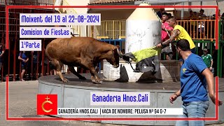 Moixent del 19 al 22 de Agosto de 2024 Ganadería de Hnos Cali 1ªParte [upl. by Drud820]