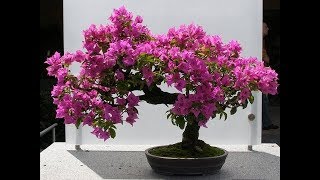 bougainvillea bonsai repotting amp GrowGREEN PLANTS [upl. by Giannini]