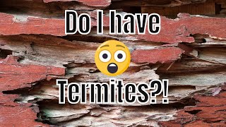 How Do I Know If I Have Termites 🐜🏡 Pictures and Signs of Termites in Your Home [upl. by Ecylla800]