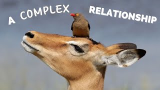 The Oxpecker and Their Hosts A Complex Relationship [upl. by Neiviv]