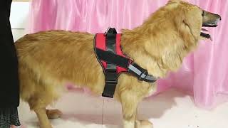 Dog Harness NO PULL Reflective Breathable Adjustable Pet Vest [upl. by Nosiaj304]