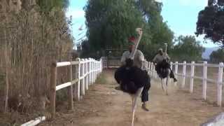 南アのダチョウレース Ostrich racing at Highgate Ostrich Show Farm South Africa [upl. by Schlesinger35]