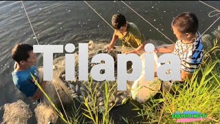 HARVESTING TILAPIA FISHPART 1 [upl. by Ingles302]