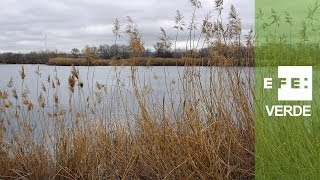 Humedales los ecosistemas más vulnerables y valiosos del planeta [upl. by Toni689]