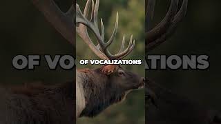 Exploring Wapiti Majestic Facts About North American Elk  Wildlife Shorts [upl. by Dohsar]