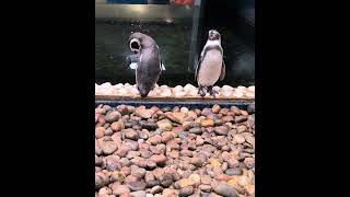 Southend Sea Life Center Wild Africa  Penguin Enclosure southendonsea animals penguin [upl. by China110]