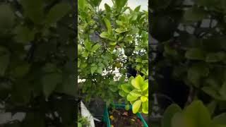 garden gardening plants malayalam organic farmlife അടുക്കളത്തോട്ടം farmfresh [upl. by Nalon]