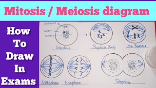 Easy steps to draw mitosismeiosis diagram  Mitosis diagram  Meiosis diagram [upl. by Iman282]