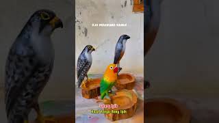 falconry burungfalcon burungelang burungcendet burunglovebird newvideo kerajinandarikayu [upl. by Ambie]