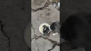 ektu khabar r ektu valobasadoglover oscar streetdog viral shortvideo dogshorts cutedog short [upl. by Phi]