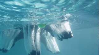 Secret Life of Dogs A Portuguese Water dog jumps into the water captured in slow motion [upl. by Tormoria650]