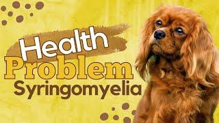 Syringomyelia Health Problem by Cavalier King Charles Spaniel [upl. by Notac587]