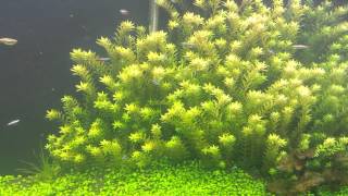 Rotala Rotundifolia [upl. by Thomasine602]