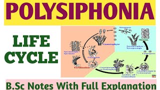 POLYSIPHONIA  LIFE CYCLE Of POLYSIPHONIA  Tetrasporophyte GametophyteCarposporophyte  ZBC [upl. by Dadelos]