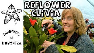 Reflowering the Clivia amp Basic Care [upl. by Nnateragram]