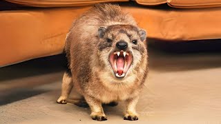 Hyrax 🦔 You Wont Believe Their Calls [upl. by Oneg]