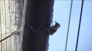 Woodpecker Pecks On POWER LINE [upl. by Bernette]