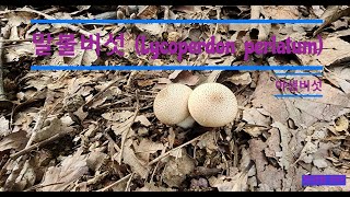 말불버섯 Lycoperdon perlatum [upl. by Ray]