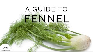 Growing Fennel [upl. by Waylan]