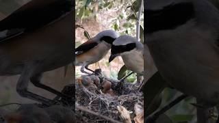 Long tailed shirk feed birds birdnest nature nest birdslover nesting wildlife [upl. by Ivanna]