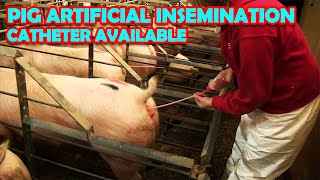 PIG ARTIFICIAL INSEMINATION amp CATHETER AVAILABLE [upl. by Silliw]