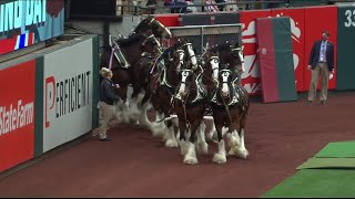 Budweiser Clydesdales circle the field at Busch Stadium [upl. by Stepha]