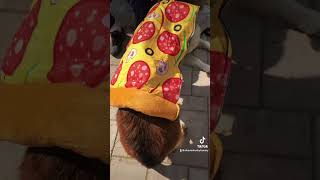 PIZZA Dog 🍕🐶 or TANKA Jahari 👠💅 Impossible Jokers Parody  Funny dog dressed as pizza HILARIOUS 😂 [upl. by Filippa508]