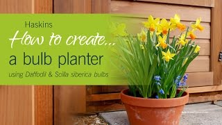 How to create a Daffodil amp Scilla Siberica Bulb Planter  Haskins how to 6 [upl. by Etteniuq]